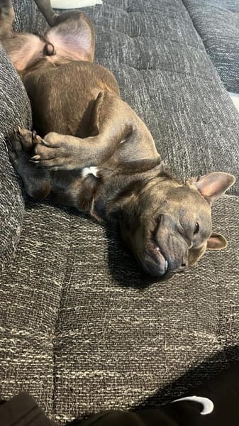 Deril-PP - sucht sein Für-immer-Zuhause