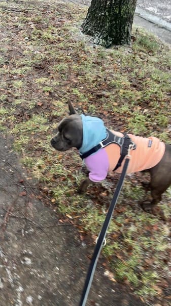 Deril-PP - sucht sein Für-immer-Zuhause