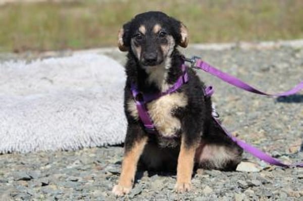 liebenswerte kleine - Surina