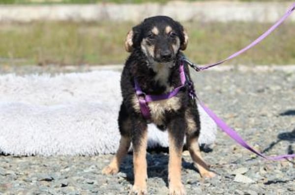 liebenswerte kleine - Surina