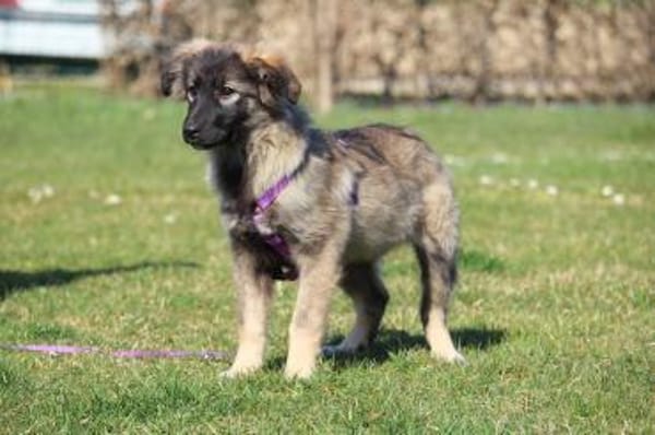 Jarina unsere kleine Schönheit..