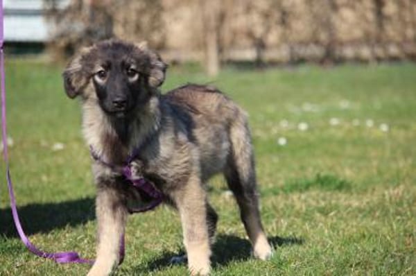 Jarina unsere kleine Schönheit..