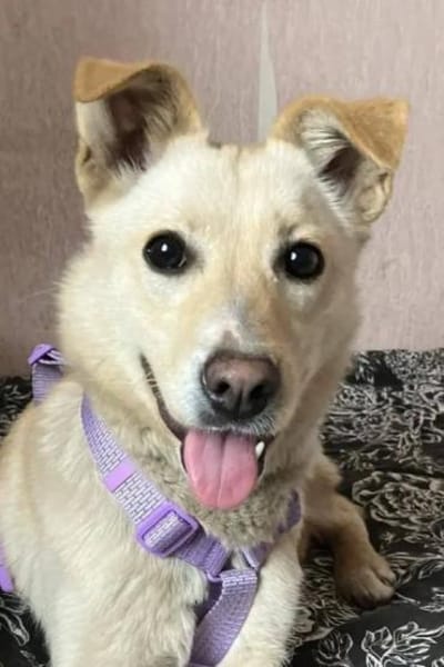 Tolle junge Bella wartet auf Dich!