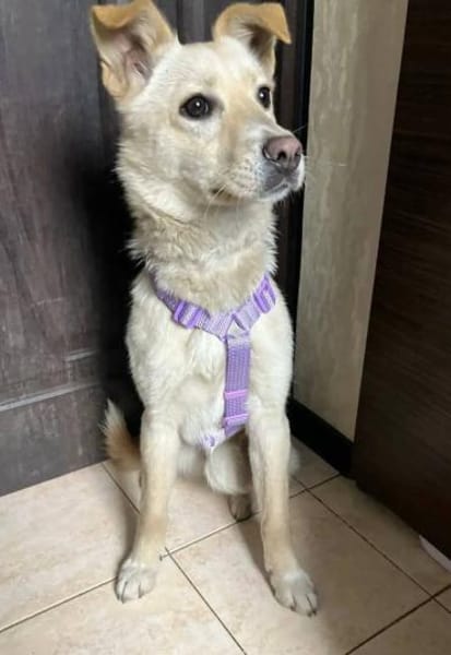 Tolle junge Bella wartet auf Dich!