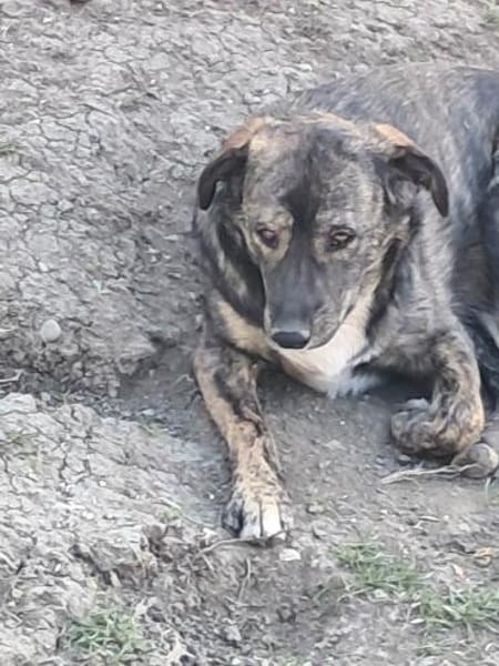 Lara, zartes Hundemädchen sucht Liebe