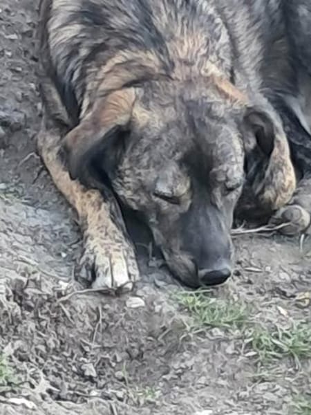 Lara, zartes Hundemädchen sucht Liebe