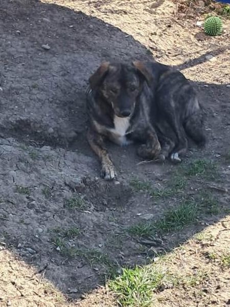 Lara, zartes Hundemädchen sucht Liebe