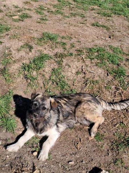 Pavel, kleiner Hundemann auf Suche