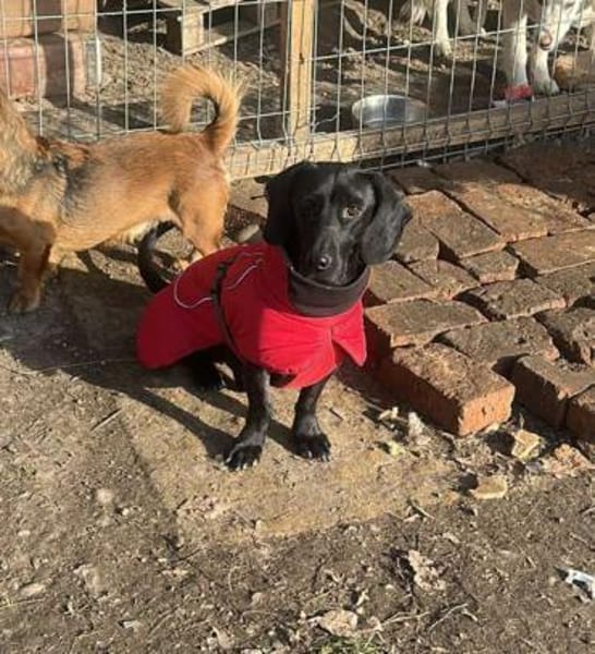 Louis, klein, schwarz, zutraulich sucht