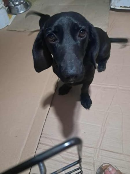 Louis, klein, schwarz, zutraulich sucht