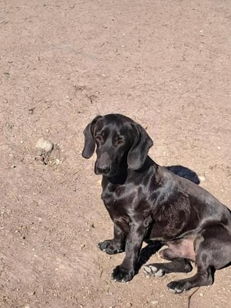 Louis, klein, schwarz, zutraulich sucht