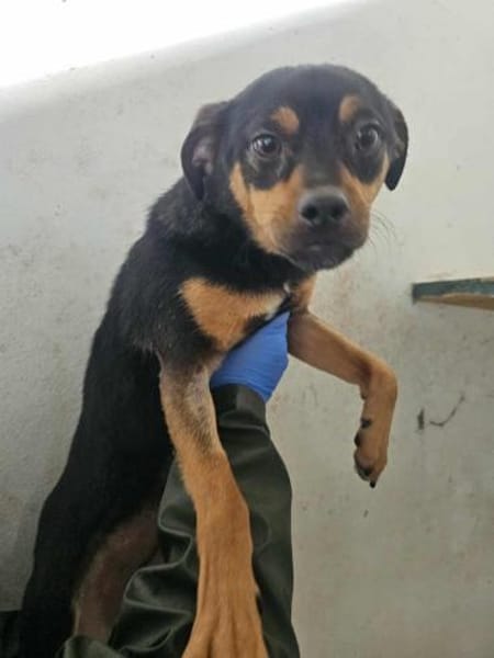 Freundlicher Rüde Goody