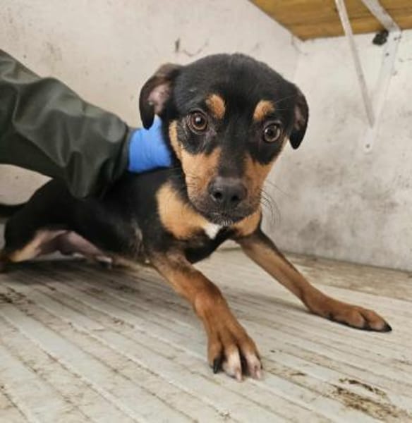 Freundlicher Rüde Goody