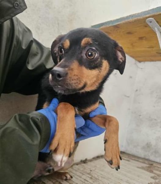 Freundlicher Rüde Goody