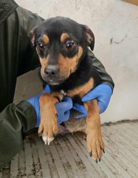 Freundlicher Rüde Goody