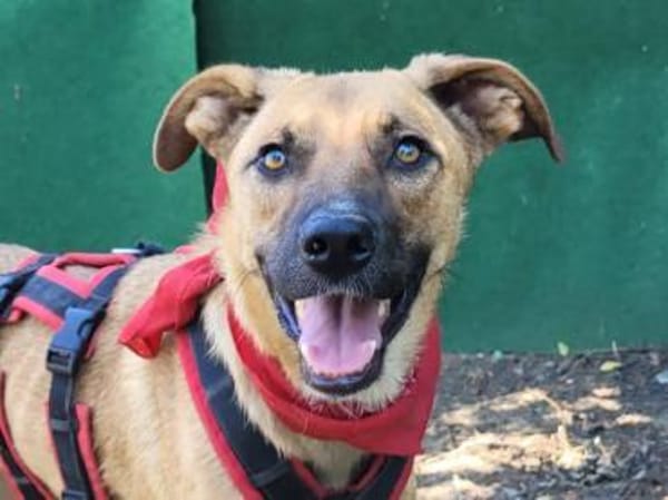 AMANI, fröhlich, freundlich, anhänglich