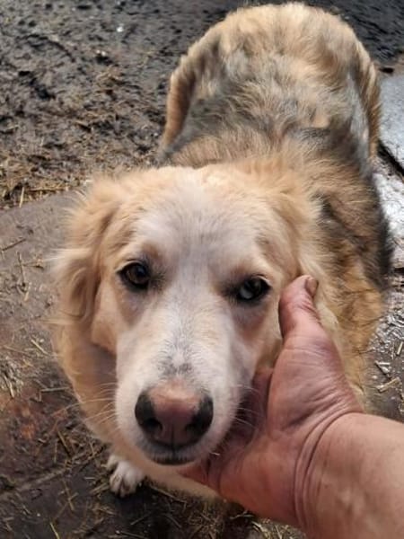 Ronja suche Menschen mit Herz