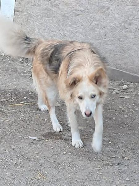 Ronja suche Menschen mit Herz