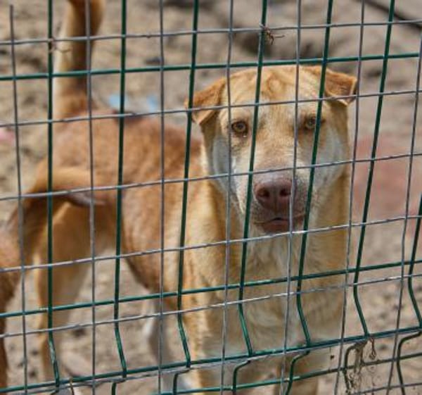 Simba❤in sucht seine Menschen