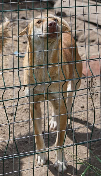 Simba❤in sucht seine Menschen