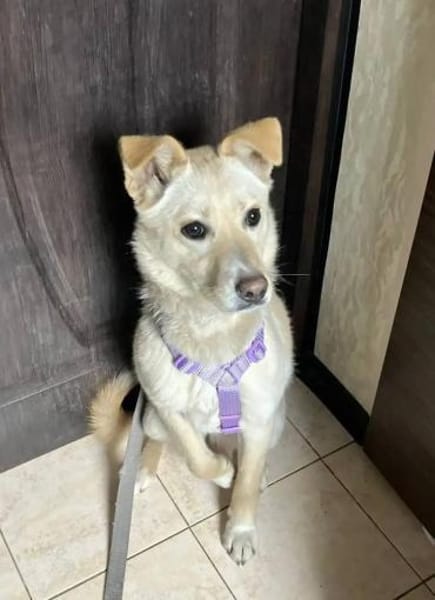 Zarte BELLA sucht ein Zuhause