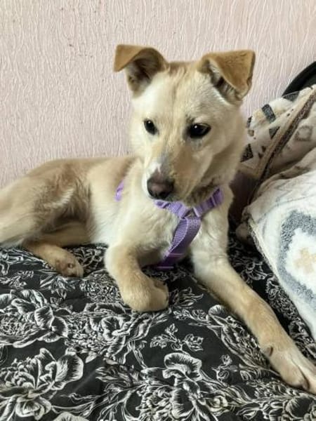 Zarte BELLA sucht ein Zuhause