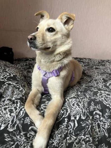 Zarte BELLA sucht ein Zuhause