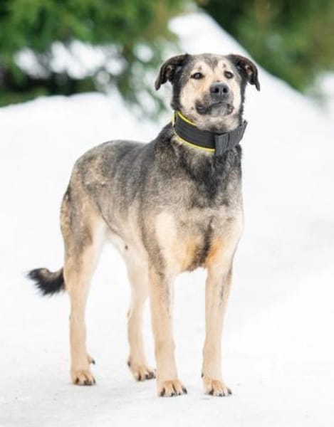 Ricky ❤ sehnt sich nach seinen Menschen