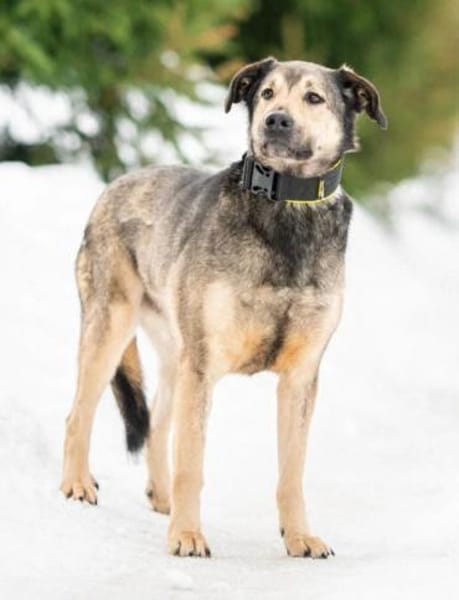 Ricky ❤ sehnt sich nach seinen Menschen