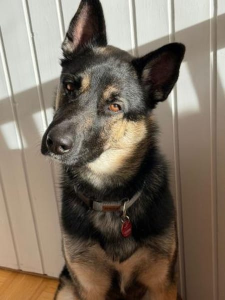 Oscar sucht dringend ein neues Zuhause