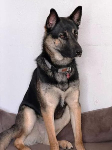 Oscar sucht dringend ein neues Zuhause