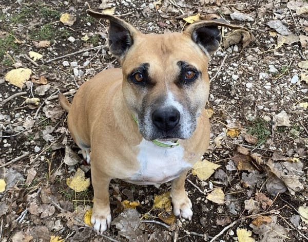 MAGIC BROWN DES GARDIENNES DE SIRIUS