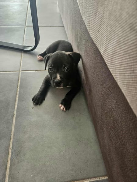 Snoopy l'heureux petit cane corso