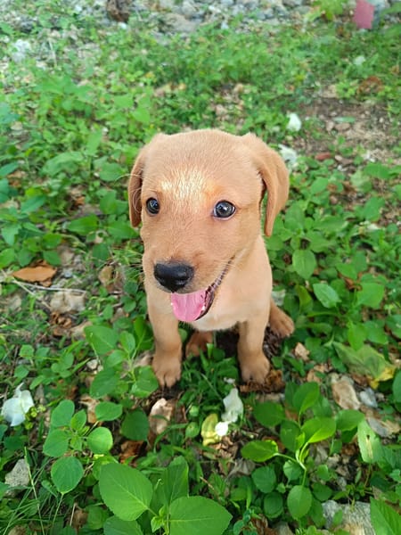 Veruka la bouille d'amour