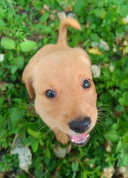 Veruka la bouille d'amour