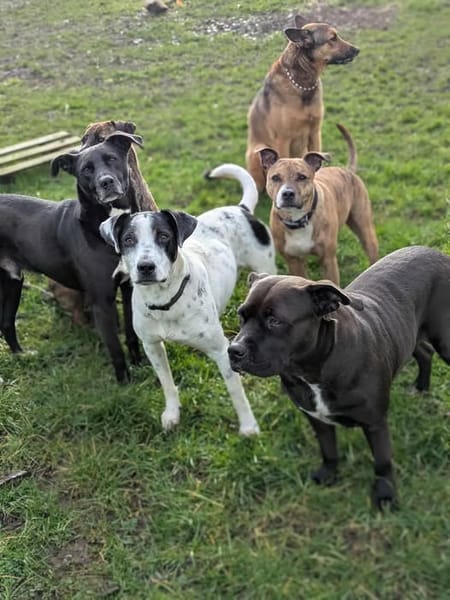 Vador l'adorable petit guerrier tripatte