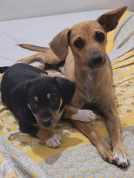 KATE PETIT COEUR TENDRE