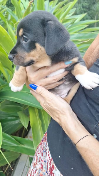 KATE PETIT COEUR TENDRE