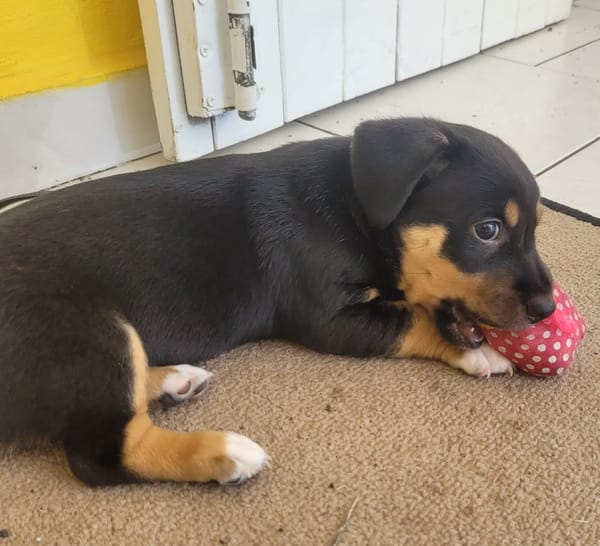 KATE PETIT COEUR TENDRE