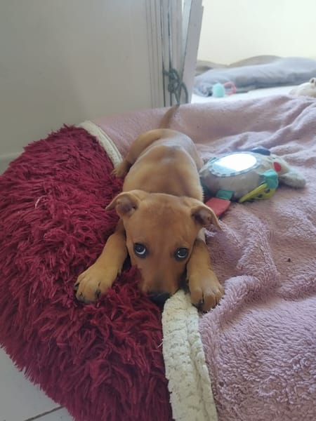 BUGGY la petite joyeuse