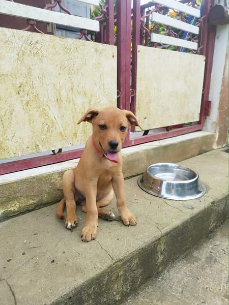 BUGGY la petite joyeuse