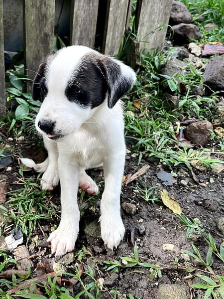 INDIGO, chiot Berger Créole mâle
