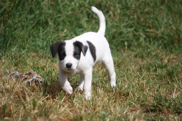 INDIGO, chiot Berger Créole mâle