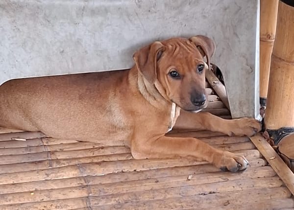 KARAMELLE, Chiot femelle Berger Créole