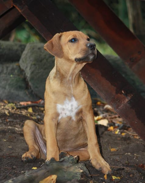 KARAMELLE, Chiot femelle Berger Créole