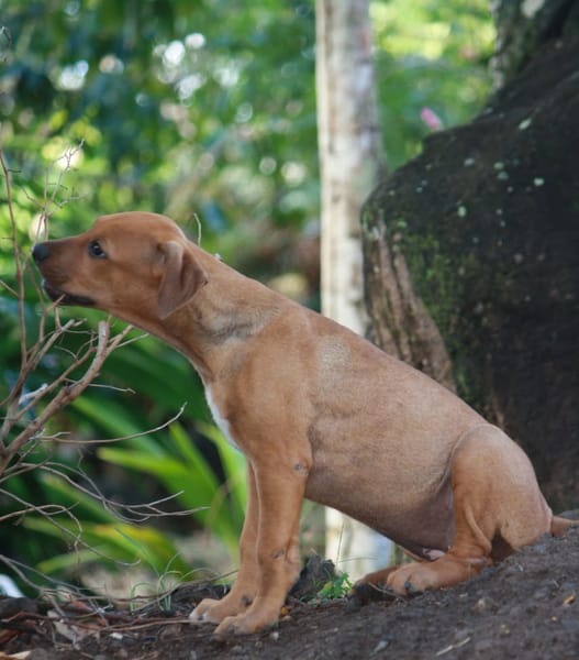 KARAMELLE, Chiot femelle Berger Créole