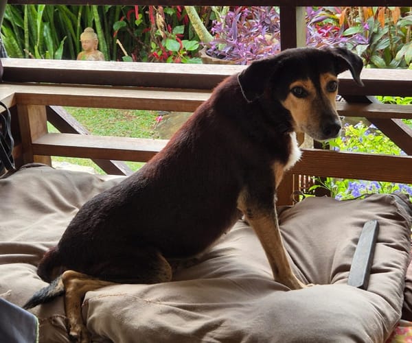 BOLT,  Chien adulte Berger Créole