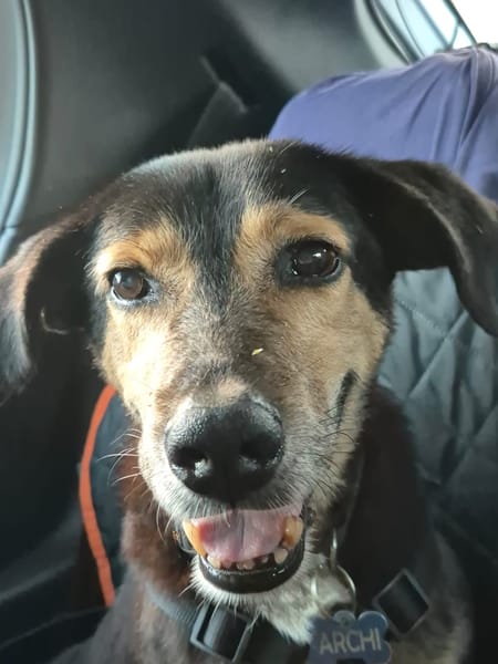 BOLT,  Chien adulte Berger Créole