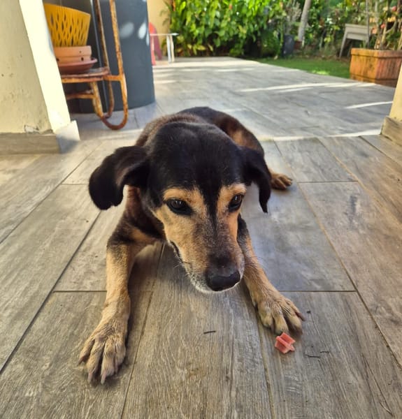 BOLT,  Chien adulte Berger Créole