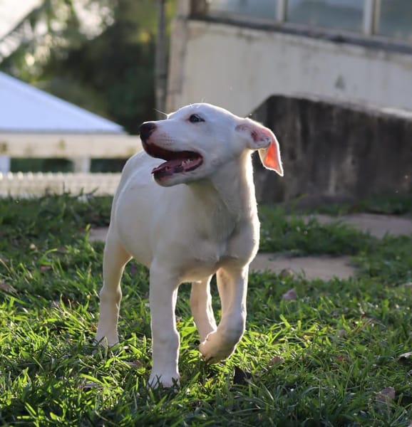 JOLIET, chiot Croisée Labrador femelle